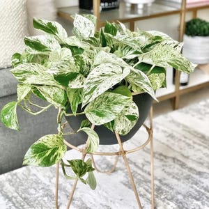 Rare Marble Pothos – Variegated Easy-Care Houseplant in 4" Pot