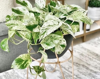 Rare Marble Pothos – Variegated Easy-Care Houseplant in 4" Pot