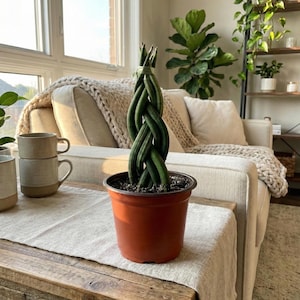 Twisted Cylindrical Snake Plant – Rooted Live Sansevieria in 4" Pot, Easy-Care Indoor Houseplant