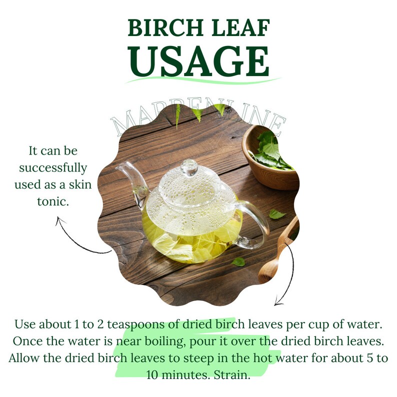 Birch Leaf / Betula Pendula / Common Birch Leaf / Dried Birch Leaves ...