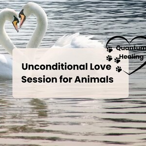May include: Two white swans with their necks intertwined in a heart shape, swimming in a lake. The text "Unconditional Love Session for Animals" is superimposed on the image, along with a black heart with the text "Quantum Healing" and paw prints.