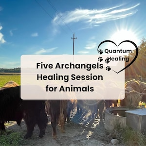 Puede incluir: Un grupo de ganado de las tierras altas se encuentra en un campo con un cartel que dice "Five Archangels Healing Session for Animals" y un corazón con las palabras "Quantum Healing" en él.