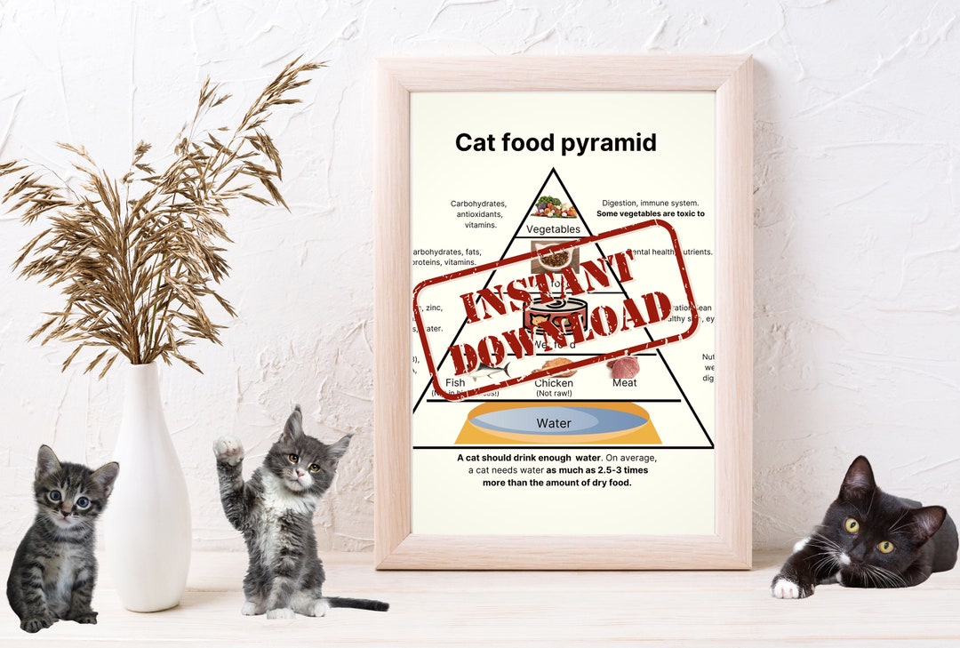 Cat Food Pyramid Pet Feeding Guidelines Healthy Eating Etsy