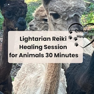 Reiki Healing Session for Animals | 30 Minutes | Pet Animal Quantum Spiritual Healing | High Vibration Energy Cleansing | Pet Energy Gift