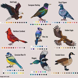 illustrations of various bird species, each with a different color, and color swatches for matching the bird illustrations to.