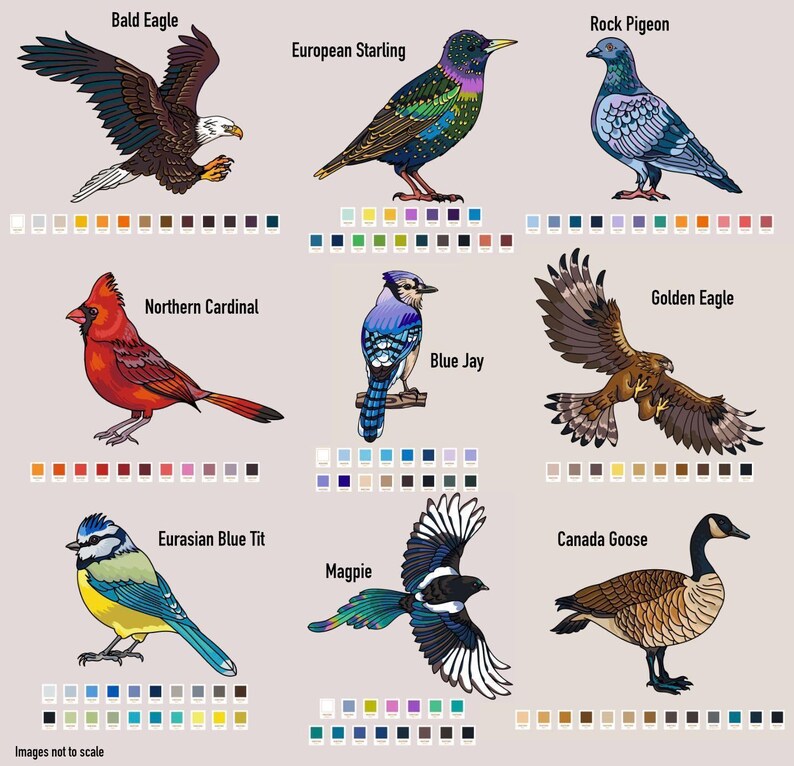 illustrations of various bird species, each with a different color, and color swatches for matching the bird illustrations to.