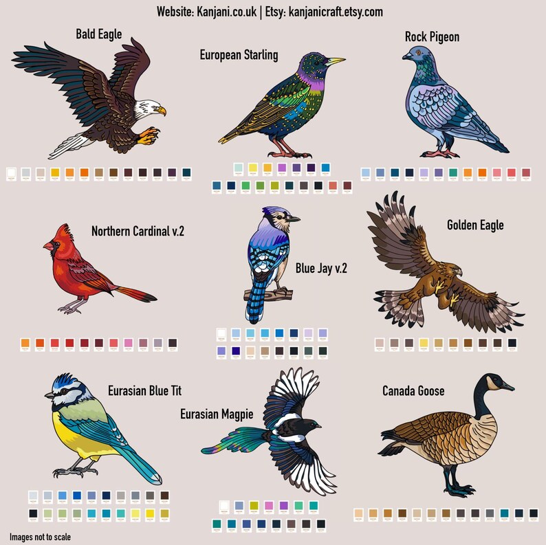 以下が含まれることがあります： ハクトウワシ、ドバト、ホシムクドリなど、9種類の鳥のイラスト。 各鳥は詳細な色で描かれ、名前が付けられています。 各鳥の下にはカラーパレットが表示されています。 ウェブサイトアドレスも表示されています。