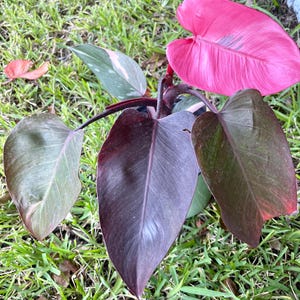Rare Pink Princess Philodendron | Black Cherry PPP variegated| indoor- outdoor tropical| established in a soft pot