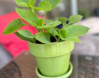 Cuban oregano • herb and succulent • live plant or cutting • mosquitoes repellent • fragrant•easy to grow