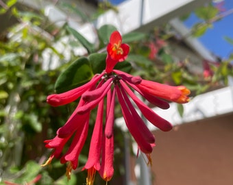 Major wheeler Lonicera vine | Honeysuckle | young plant | pink flowers | nectar plant