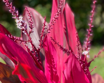 Cordyline• live plant or cutting •Full sun -part shade• indoor-easy to grow