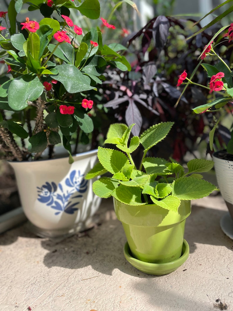 Cuban Oregano Herb and Succulent Live Plant or Cutting Mosquitoes