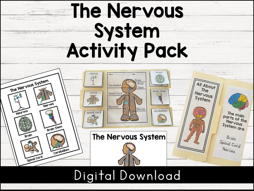 Nervous System Activities / Simple Anatomy Activities / Human Body ...