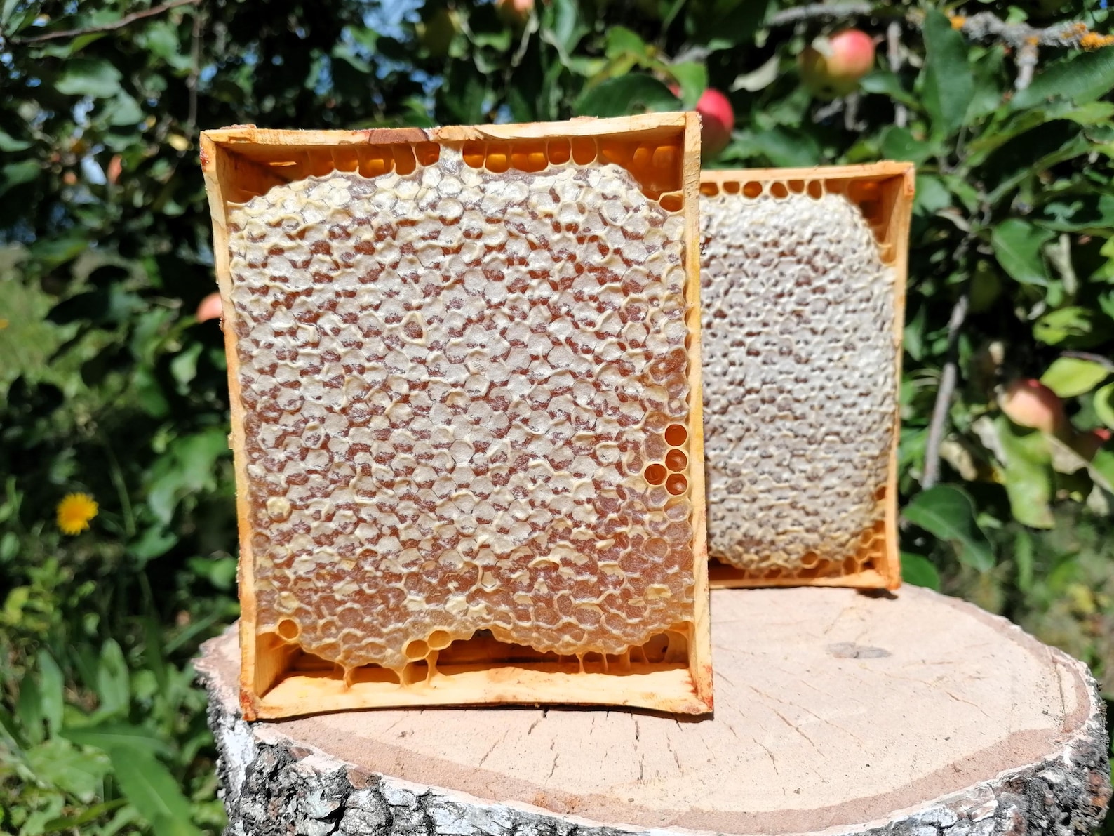 Pure Comb Honey 470-650g