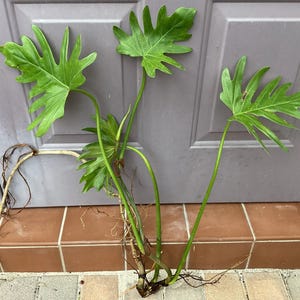Large Philodendron - Etsy