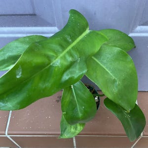 May include: Overhead shot of a vibrant green plant with large, glossy leaves. The plant is positioned on a brown tiled surface, with a gray wall in the background. The leaves have a prominent vein structure.
