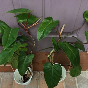 black zz plant light requirements ZZ Plant Black