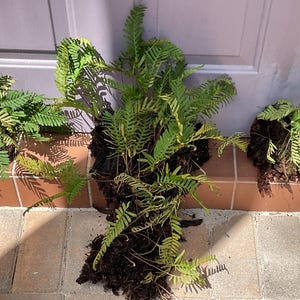 Pleopeltis polypodioides Resurrection fern Florida native epiphyte