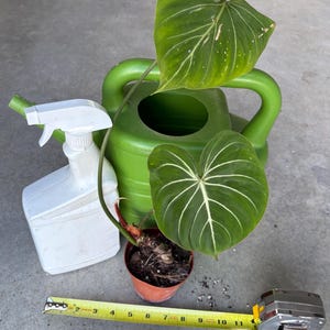 May include: A Philodendron gloriosum plant in a small brown pot, a green plastic watering can, a white plastic spray bottle, and red-handled pruning shears. A yellow measuring tape shows the plant width is approximately 11 inches across.