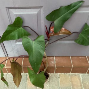 Dark Lord Philodendron - Etsy