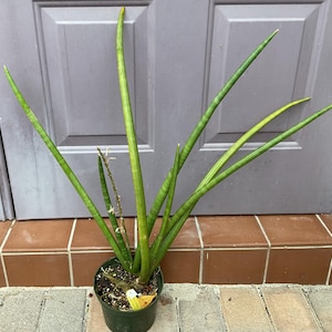 May include: A potted Sansevieria cylindrica plant, also known as a snake plant, with long, cylindrical, green and yellow striped leaves. The plant is in a dark green pot and sits on a brick surface in front of a gray door.