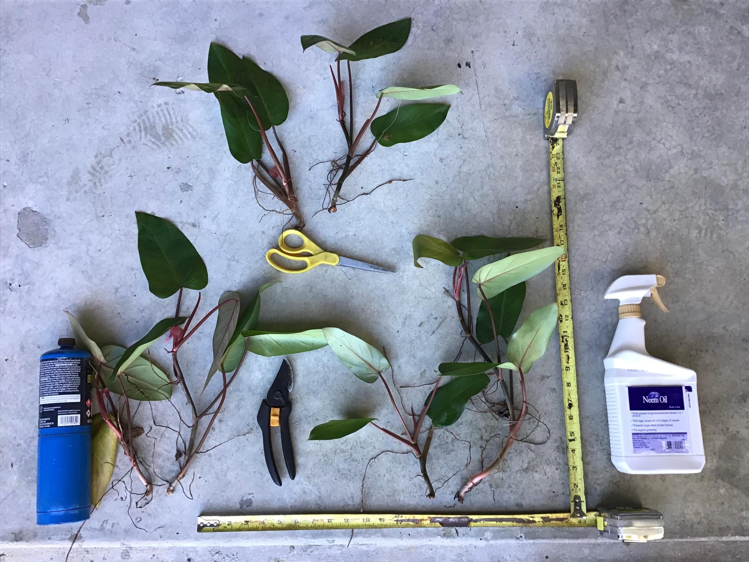 green white pothos Pothos 'Pearls and Jade' – Magic Valley Gardens main image 0