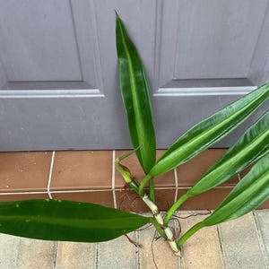 philodendron finger Philodendron 'Goeldii' main image 0