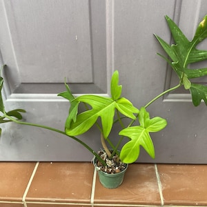 Anthurium Pedatum - Etsy