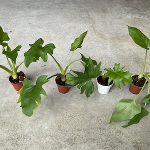 philodendron super atom Philodendron Atom (Thaumatophyllum Bipinnatifidum)