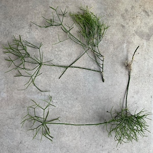 May include: Two green Rhipsalis baccifera plant cuttings with thin, cylindrical, branching stems. The stems exhibit a segmented, leafless structure with a vibrant green color. One cutting shows a small cluster of light-colored roots at the tip.