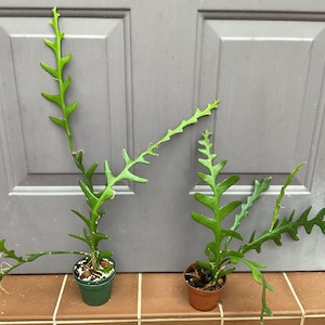 May include: Two green Ric-Rac cactus plants with long, serrated, zigzag-shaped stems. One plant is in a small green plastic pot, and the other is in a small brown plastic pot. Both plants feature multiple stems extending outward in various directions.