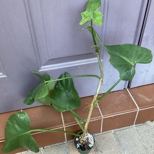 mature pothos plant Cebu Blue Pothos – Spilled Dirt Nursery main image 0