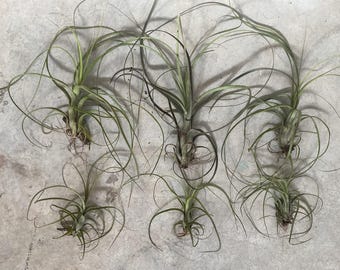 Florida Native Air Plant  Tillandsia Sp. | Ethically Sourced | Easy Care  Epiphyte | First 10 Orders Get a Free Gift - Etsy