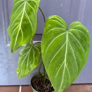 May include: A Philodendron gloriosum plant in a green plastic pot. The plant features three large, heart-shaped, velvety green leaves with prominent, light-colored, white-to-pale-green veins running throughout the surface of each leaf.
