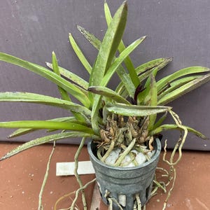 May include: A green orchid plant with long, pointed leaves and exposed roots growing in a dark gray plastic slotted pot filled with white stones. The plant features multiple stems radiating from the center, with some leaves showing dark brown tips.