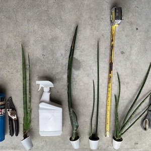 Dracaena Sansevieria  1.5” starter angolensis / cylindrica, bacularis, ehrenbergii / haningtonii), kirkii all with leaf damage
