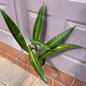 Philodendron Crassinervium - Etsy