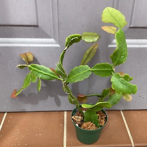 May include: A green plant with segmented stems and flat, leaf-like structures. The plant is in a small green pot filled with soil and bark. The leaves have reddish-brown tips. The plant is against a gray door.