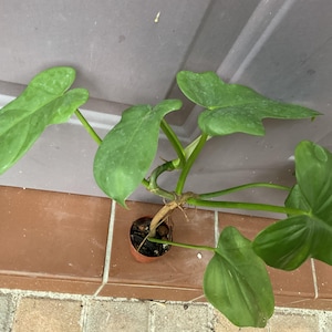 Horsehead Philodendron - Etsy