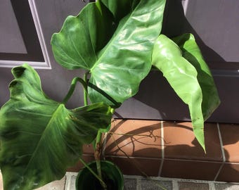 PHILODENDRON SUBINCISUM Huge CUTTING Aka Wilson Wilsonii Ee Not Giganteum +  Free Heat - Etsy