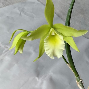 May include: A close-up of a vibrant green and yellow orchid flower. The petals are a soft green, with a creamy yellow center. The flower is in full bloom, showcasing its delicate structure and natural beauty.