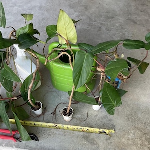 May include: A collection of green plants with large leaves, small white pots, and a green watering can. A yellow measuring tape and red pruning shears are also present. The plants are on a gray concrete surface.