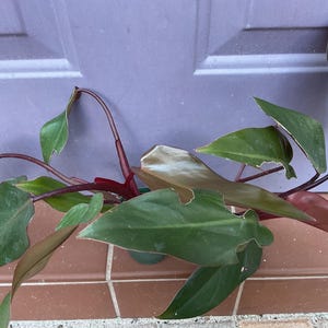 May include: A close-up of a houseplant with large, green leaves and reddish-brown stems. The leaves have a smooth texture and are various shades of green. The plant is placed on a brown tiled surface against a purple wall.