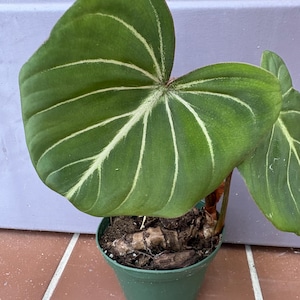 May include: A Philodendron gloriosum plant in a green plastic pot. The plant features large, heart-shaped, deep green leaves with prominent, light-colored, white-to-pale-green veins radiating from the center. The thick, woody rhizome is visible.