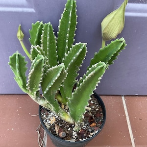 Stapelia gigantea 4” pot  “Starfish Flower” “ Carrion Flower” succulent cactus