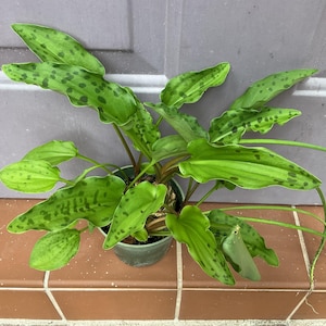 Drimiopsis maculata 3+ bulbs Ledebouria petiolata African False Hosta Leopard Plant