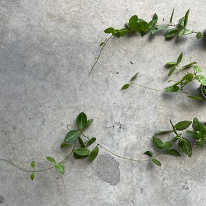 Dischidia ovata “ Watermelon”  1” container