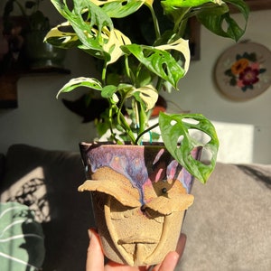 May include: A variegated Monstera plant with white and green leaves in a ceramic pot shaped like a face with mushrooms. The pot has a purple, blue, and pink glaze.