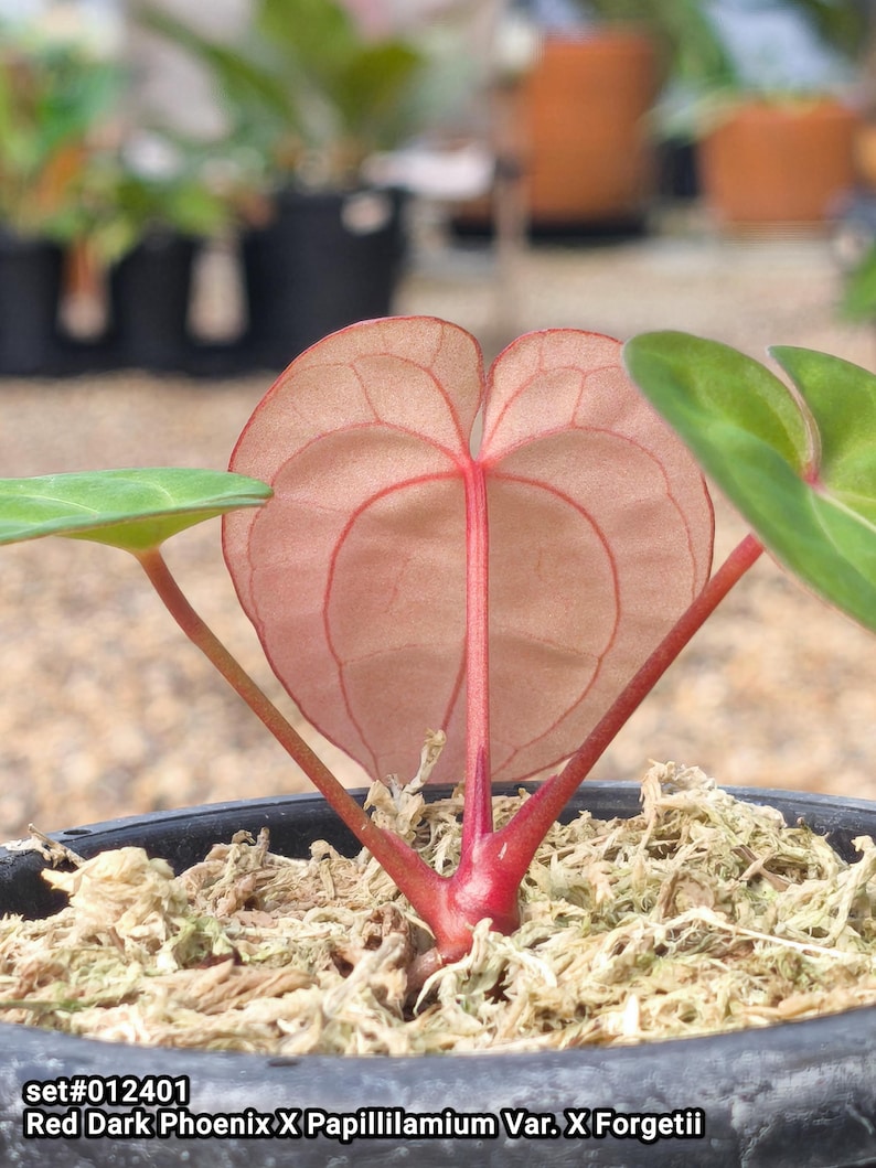 Anthurium RVDP x (Papi Var. X Forgetii): Aporta un toque exótico a tu ...