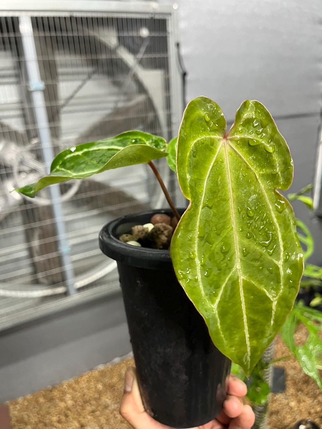 Anthurium forgetii - Etsy 日本 Anthurium forgetii - Etsy 日本
